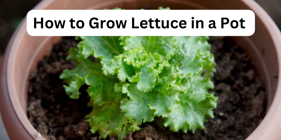 How to Grow Lettuce in a Pot - Simple Guide