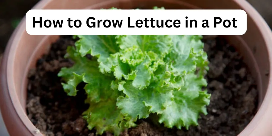 How to Grow Lettuce in a Pot - Simple Guide