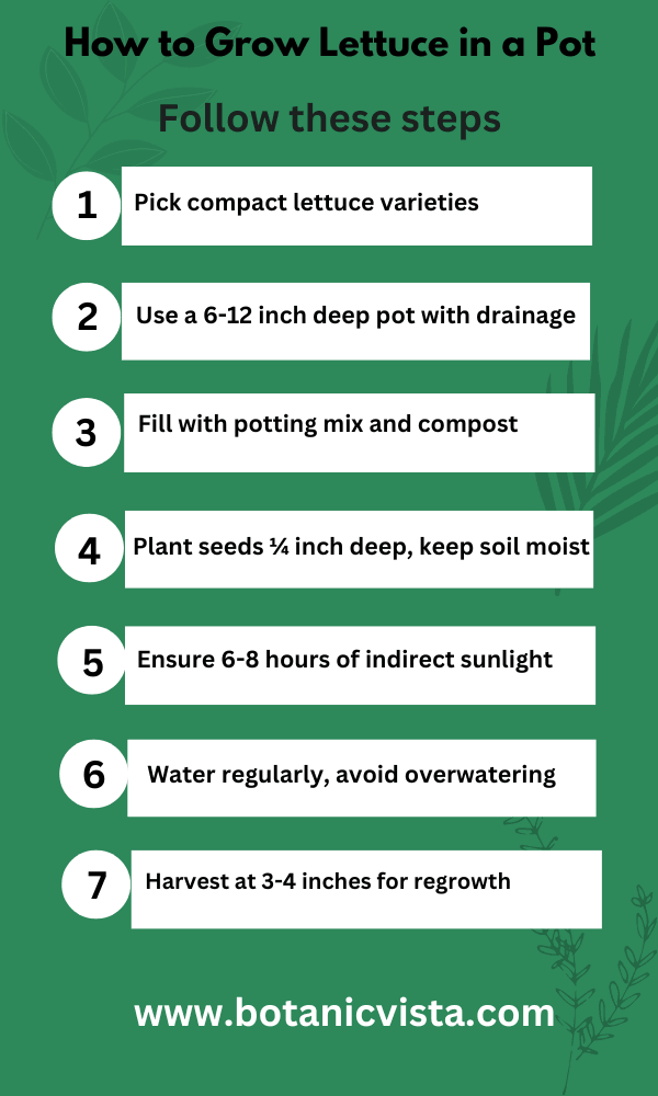 Infographic - How to Grow Lettuce in a Pot