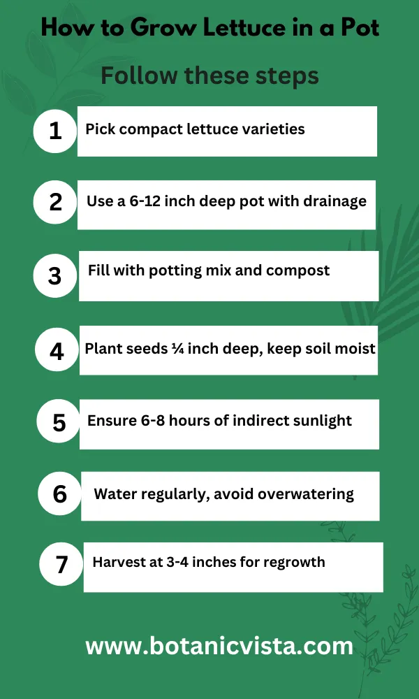 Infographic - How to Grow Lettuce in a Pot 