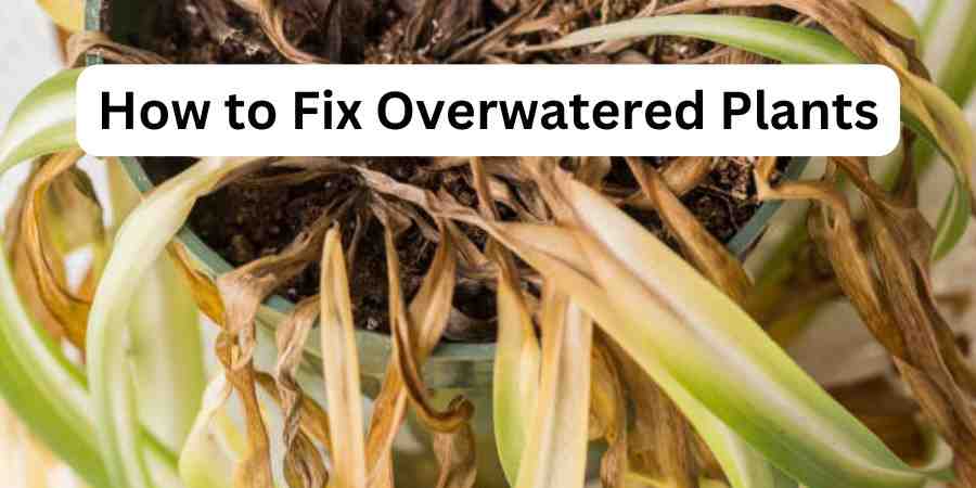 How to Fix Overwatered Plants