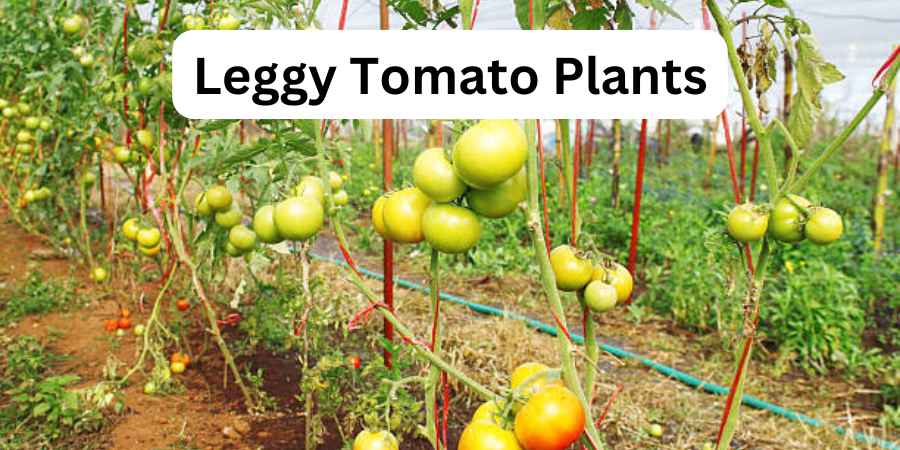 Leggy Tomato Plants