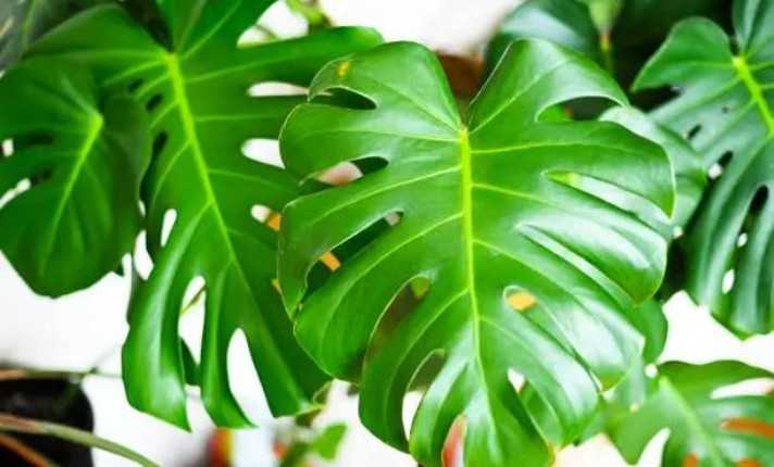 Healthy Monstera Plant