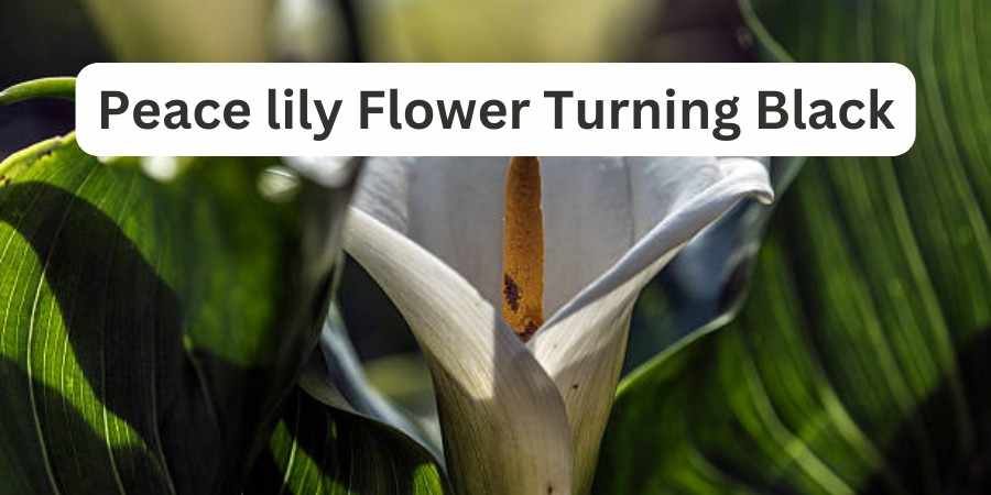Peace Lily Flower Turning Black