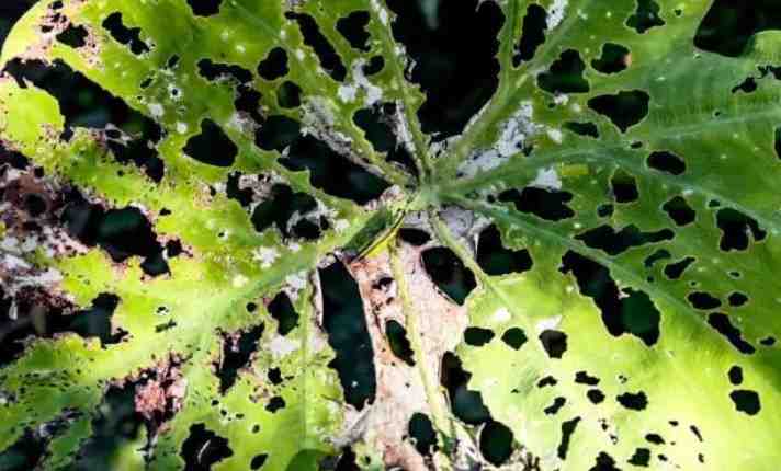 Pest Infestations