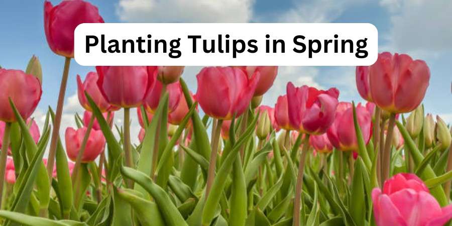 Planting Tulips in Spring