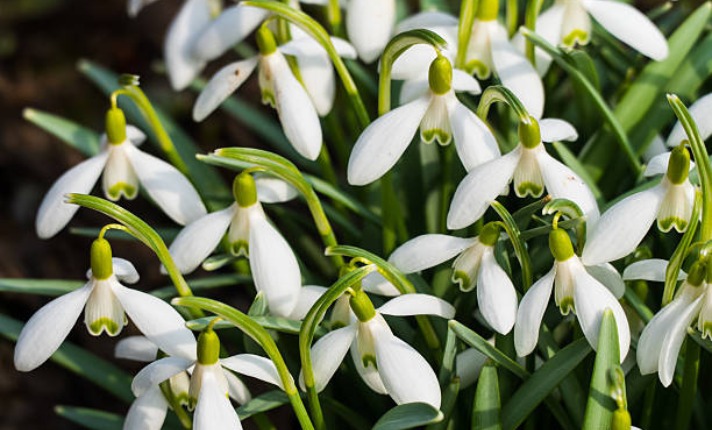 Snowdrop Flower