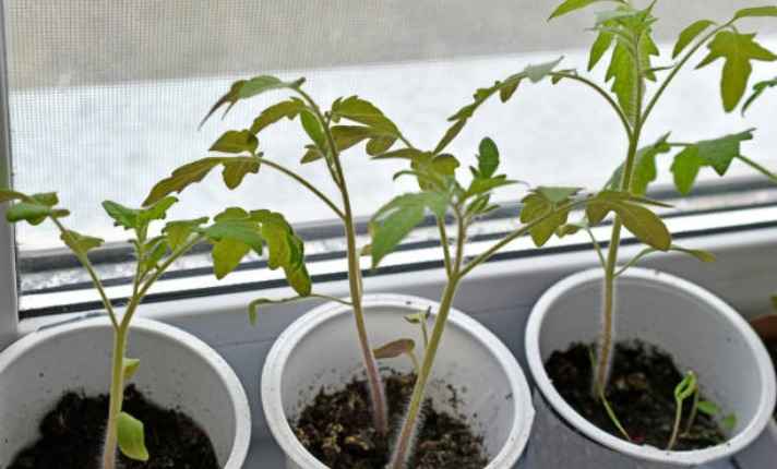 Leggy Tomato Seedlings