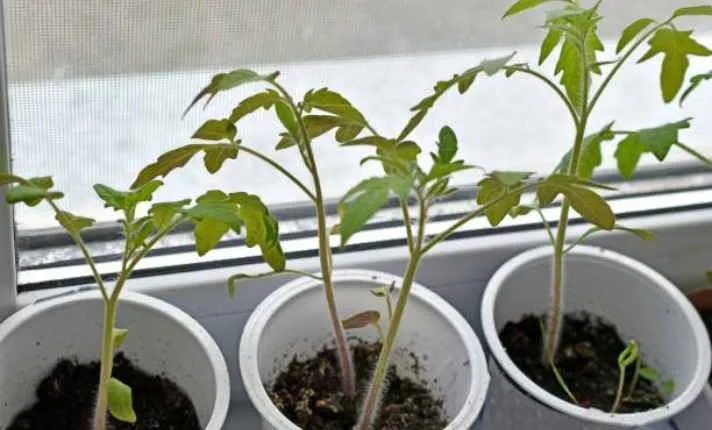 Leggy Tomato Seedlings