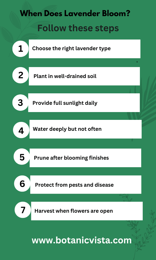 Infographic - When Does Lavender Bloom?