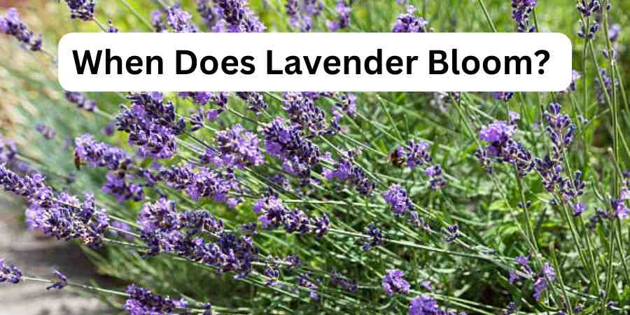 When Does Lavender Bloom?