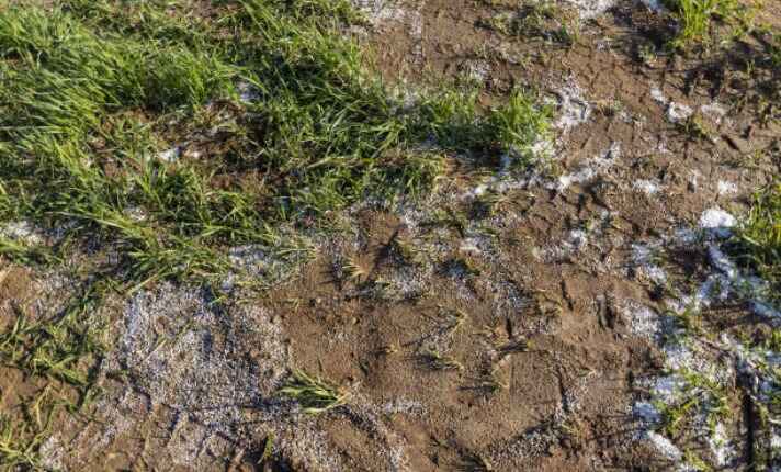 Impact of Bad Fertilizer on Plant Health