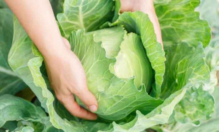 Harvesting Cabbage