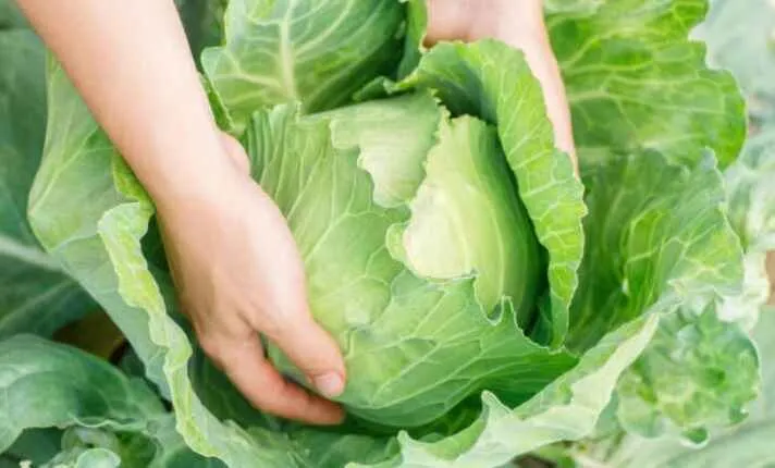 Harvesting Cabbage