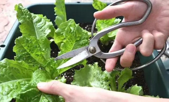 Pruning  and Maintenance of Lettuce