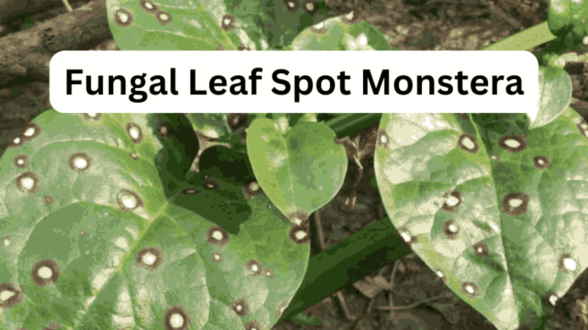 Fungal Leaf Spot Monstera - Common Causes & Quick Fixes