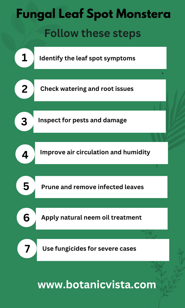 Infographic- Fungal Leaf Spot Monstera 