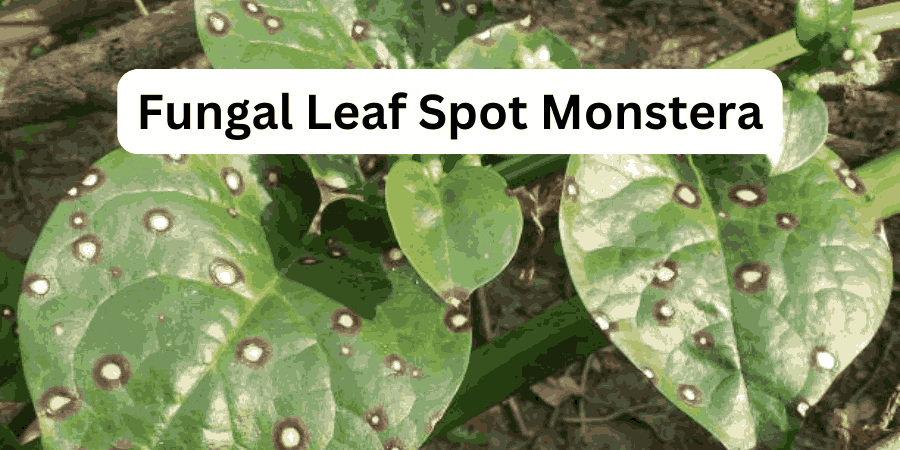 Fungal Leaf Spot Monstera