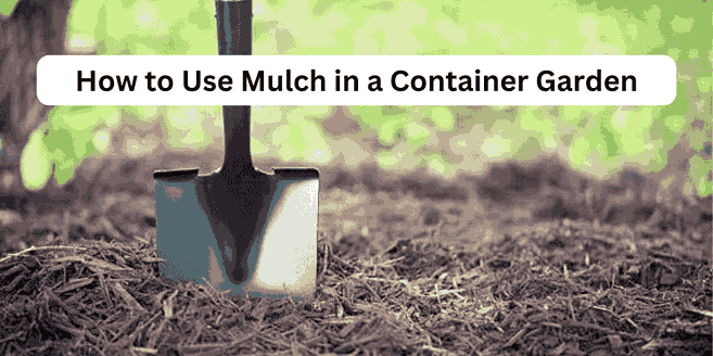 How to Use Mulch in a Container Garden
