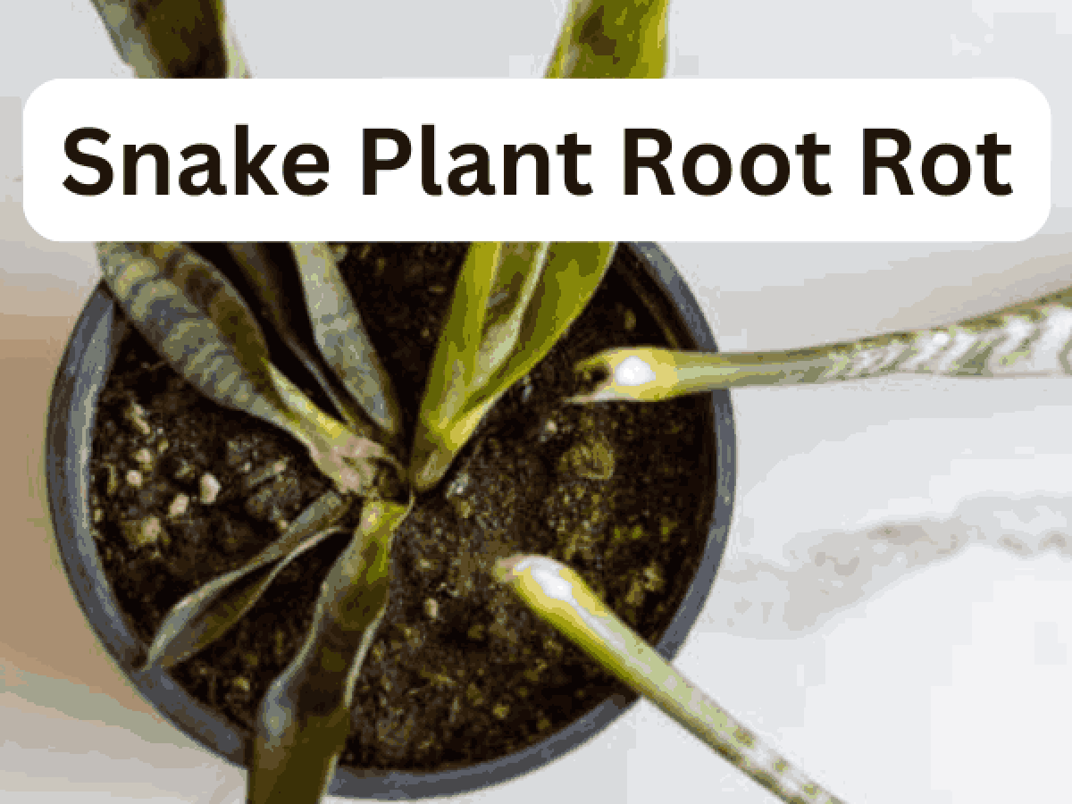 Snake Plant Root Rot - Common Causes & Quick Solutions