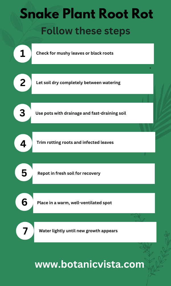 Infographic - Snake Plant Root Rot