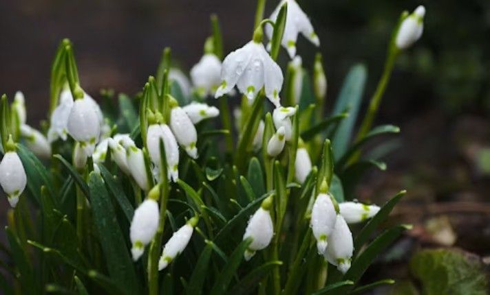 Flowers - Companion Planting