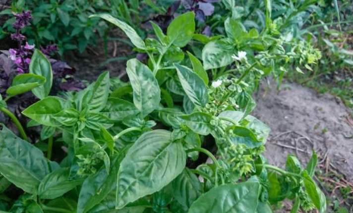 Herbs - Companion planting