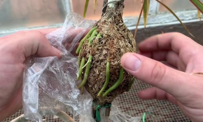 Air Layering Dracaena