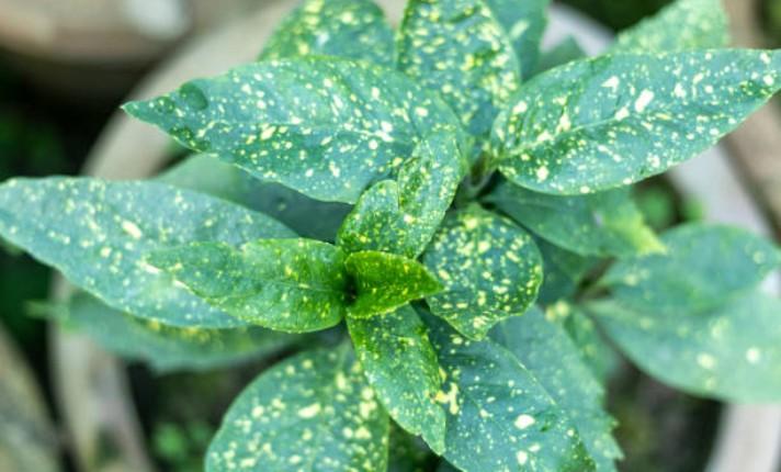 Croton Gold Dust