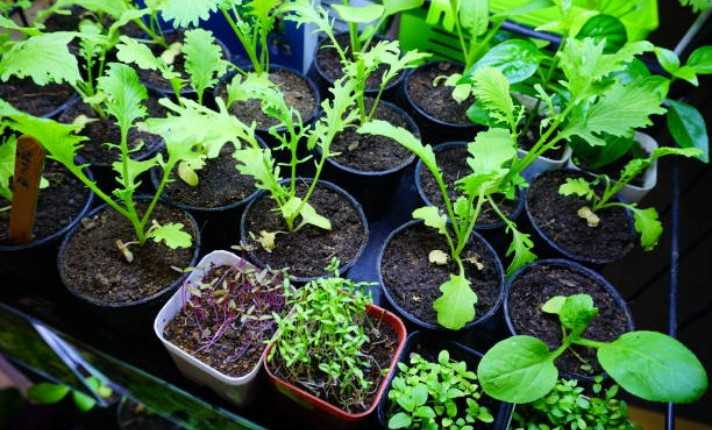 How to Propagate Cilantro from Seed