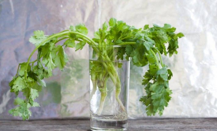 How to grow cilantro from cuttings in water