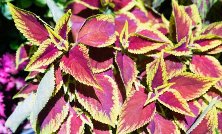 Croton Gold Dust