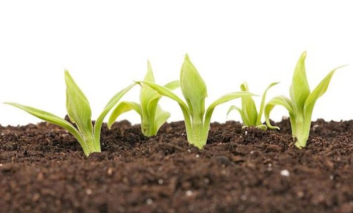 Propagate Dracaena in Soil