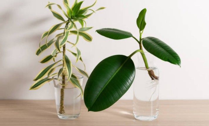 Propagate Dracaena in Water