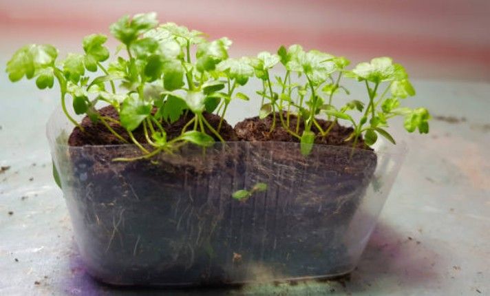 Propagating Cilantro Indoors