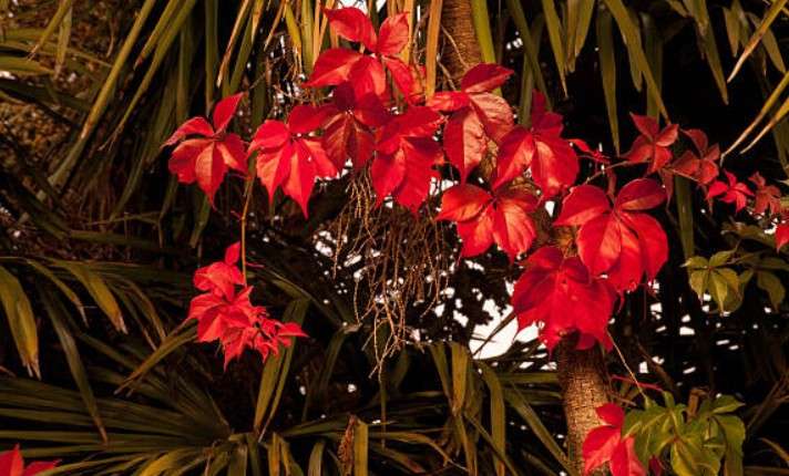Sunny Star Croton