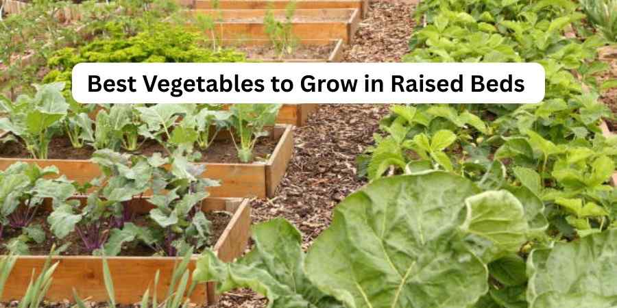Best Vegetables to Grow in Raised Garden Bed