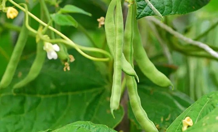 Bush Bean in Garden Bed