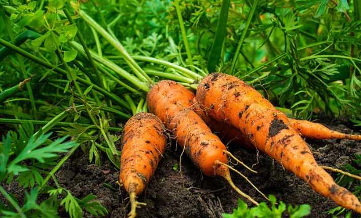 Carrots in Garden Bed