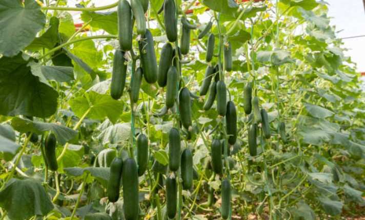 Cucumber in Garden Bed