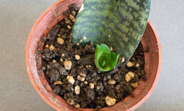 Snake Plant Germination Stage