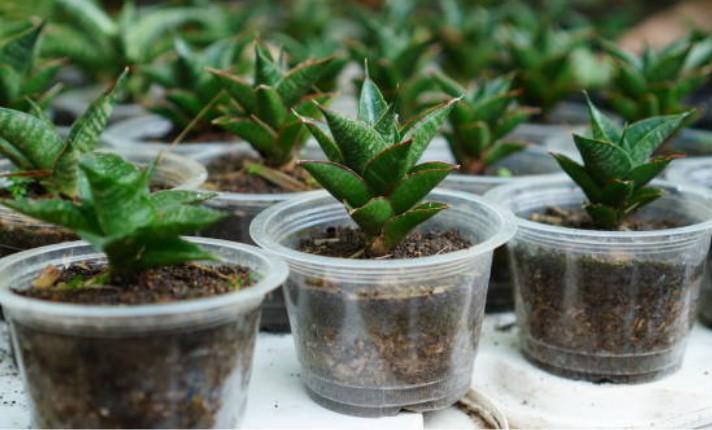 Seedling Development Stage