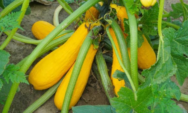 Summer Squash in Raised Garden Bed