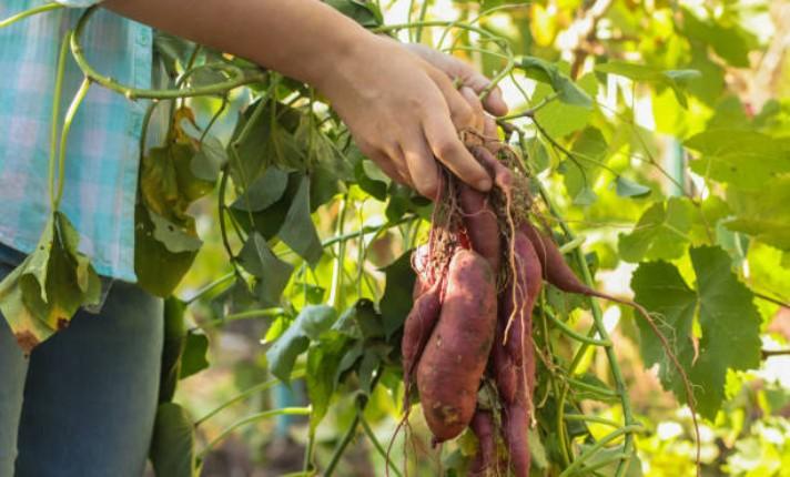 Sweet Potatoes In Raised Garden Bed