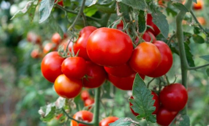 Tomatoes in Garden Bed