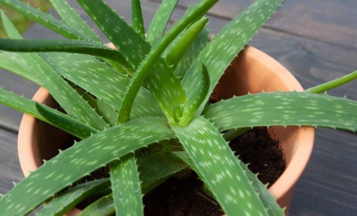 Vegetative Growth Stage