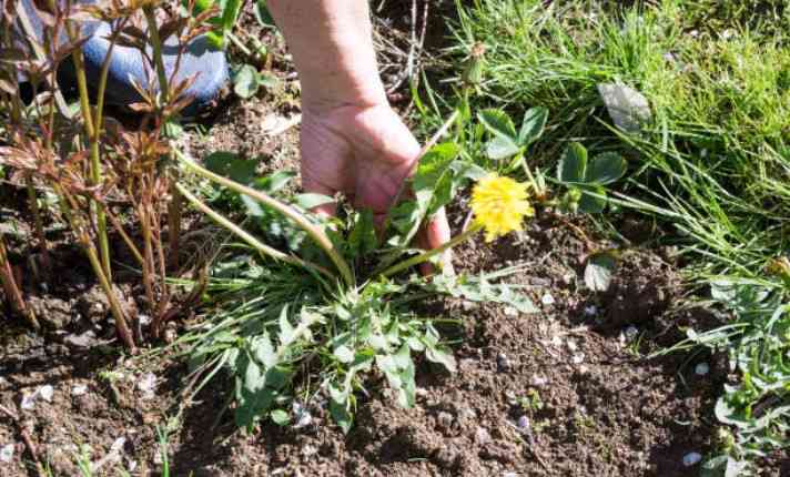 Weeds Hand Pulling