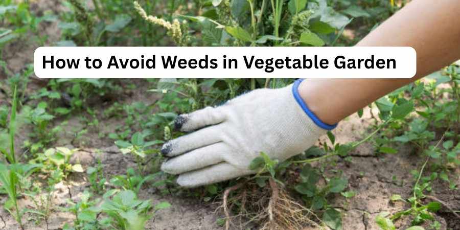 How to Avoid Weeds in Vegetable Garden