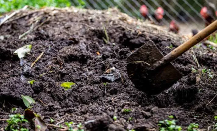 How to Add Manure in Vegetable Garden 