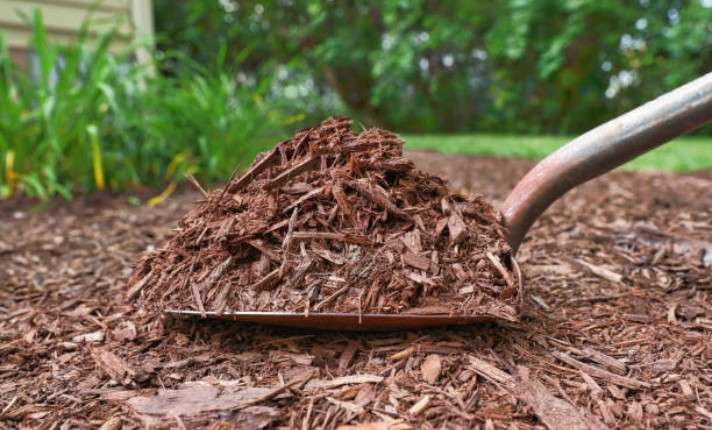 Mulching in Garden
